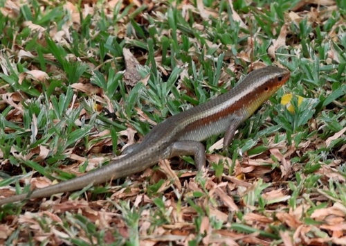 Common Sun Skink