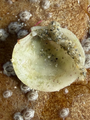 Lucinella divaricata