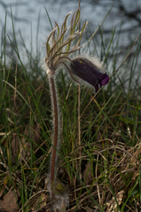 Pulsatilla montana