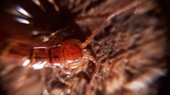 Lithobius variegatus