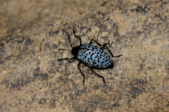 Cypherotylus impressopunctatus
