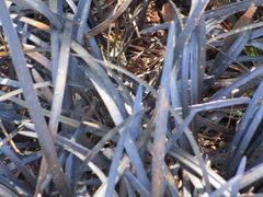 Ophiopogon planiscapus