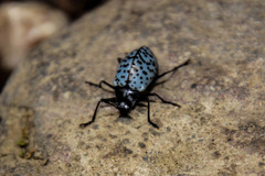 Cypherotylus impressopunctatus
