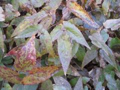 Epimedium