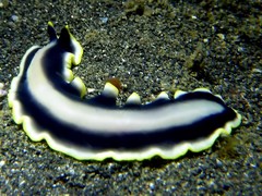 Pseudoceros paralaticlavus