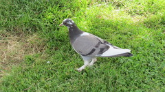 Columba livia domestica