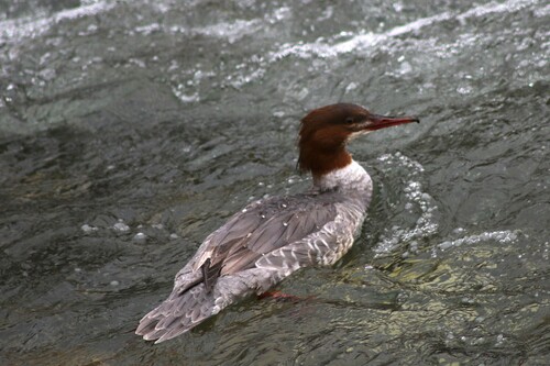 Serreta grande (Mergus merganser)
