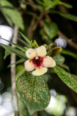 Drymonia alloplectoides