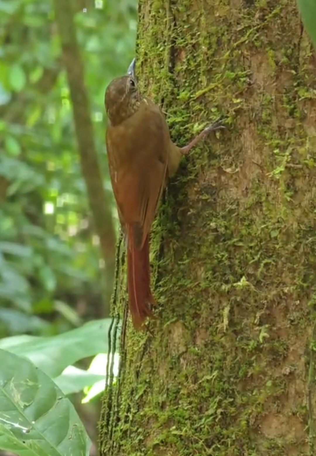 Wedge-billed Woodcreeper (Glyphorynchus spirurus), photo 9