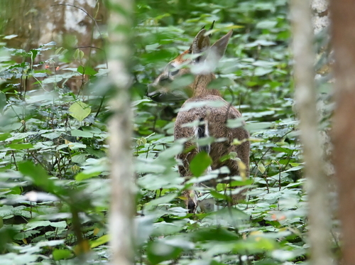 Bush Duiker