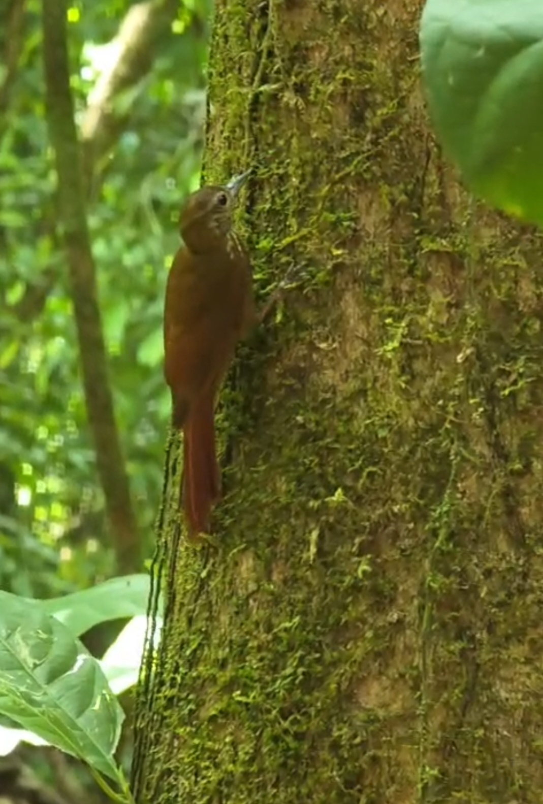 Wedge-billed Woodcreeper (Glyphorynchus spirurus), photo 10