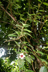 Drymonia alloplectoides