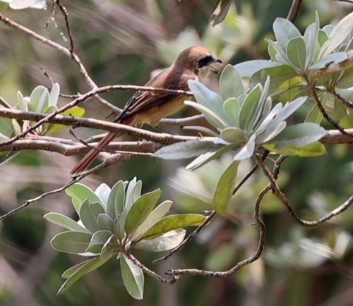 Brown Shrike