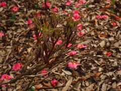 Paeonia × suffruticosa