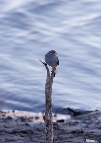 Band-tailed Sierra-Finch