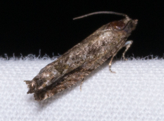 Pseudexentera