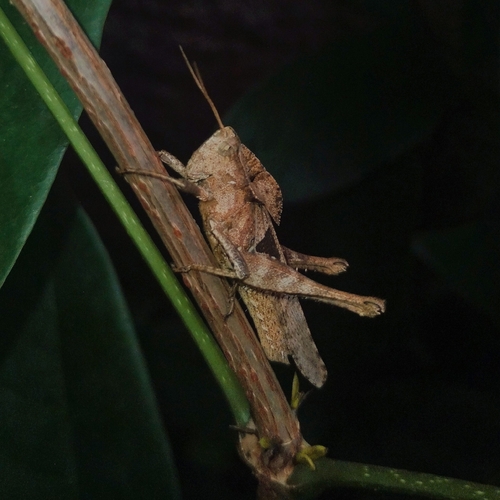 Xyleus discoideus