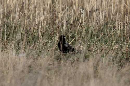 Black Lark (Melanocorypha yeltoniensis), photo 8