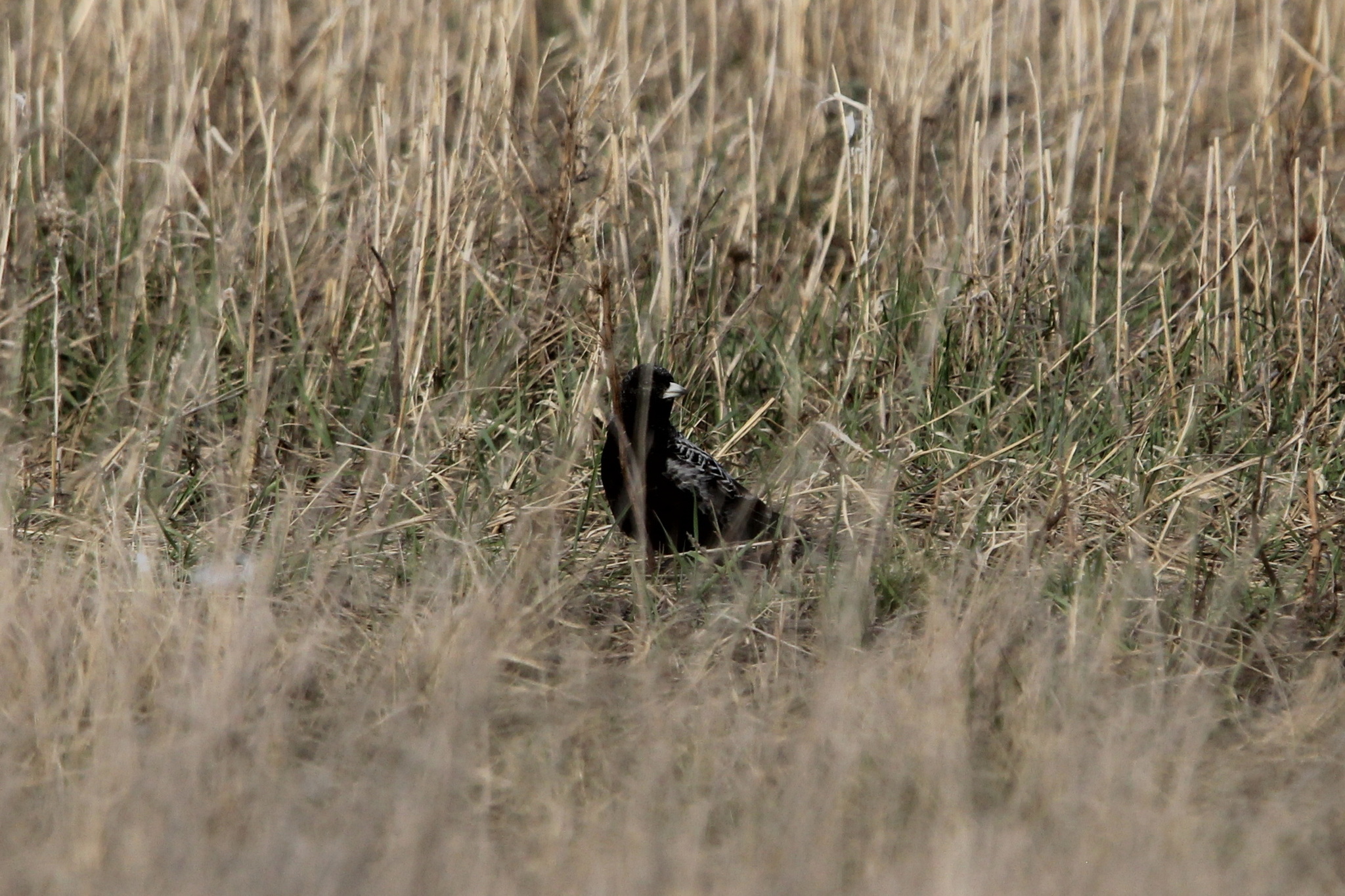Black Lark (Melanocorypha yeltoniensis), photo 3