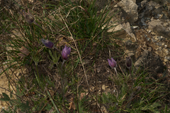 Pulsatilla montana