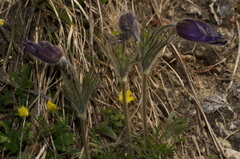 Pulsatilla montana