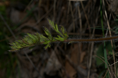 Pulsatilla montana