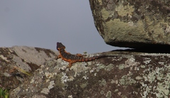 Pseudocordylus melanotus