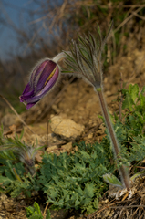 Pulsatilla montana