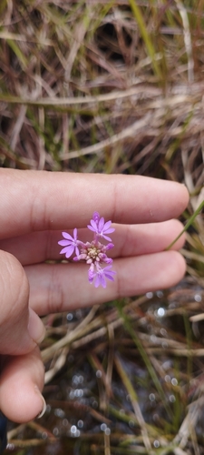 Senega adenophora