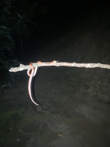 Mussurana montana