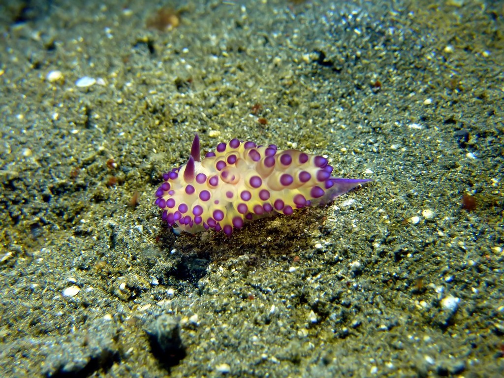 Janolus flavoanulatus