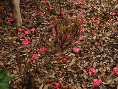 Paeonia × suffruticosa