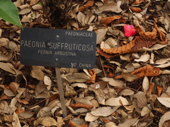 Paeonia × suffruticosa