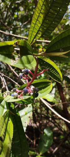 Miconia affinis