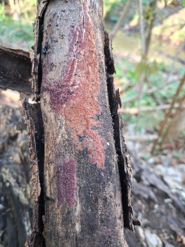 Ceriporia purpurea observed 2026-04-22