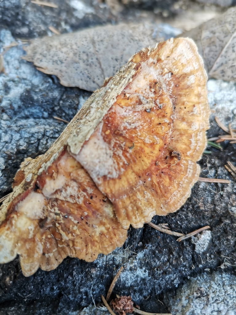 Trametes ochracea · April 2026 · photo: © kaitaaho (iNaturalist, cc0)