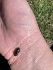 Armadillidium vulgare