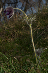 Pulsatilla montana