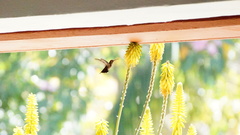 Cynanthus doubledayi