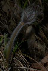 Pulsatilla montana