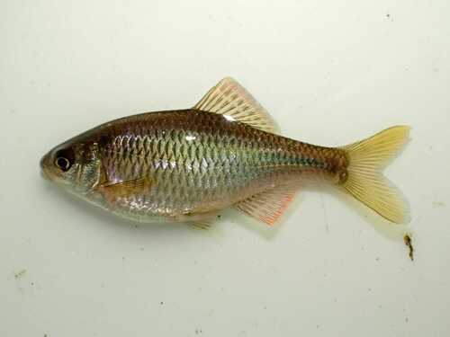Tabira bitterling (Acheilognathus tabira) — Cyprinidae — 2