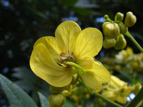 Senna spectabilis image