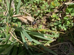 Armadillidium vulgare