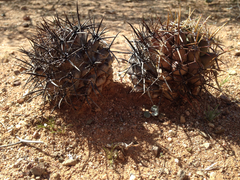 Coryphantha robustispina robustispina