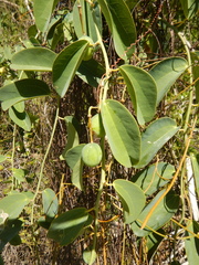 Passiflora cupraea