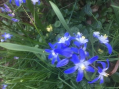 Scilla forbesii