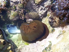 Actinia