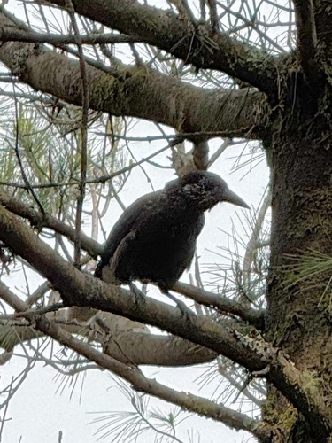 Southern Nutcracker (Nucifraga hemispila), photo 5
