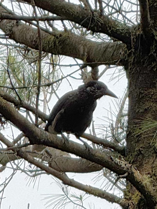 Southern Nutcracker (Nucifraga hemispila), photo 6