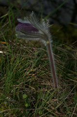 Pulsatilla montana
